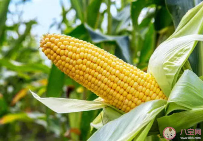 玉米价格创历史新高是怎么回事 2021玉米为什么涨价了