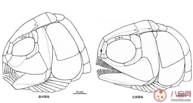 贵州发现2.44亿年前大型盘州暴鱼是怎么回事 盘州暴鱼是什么物种
