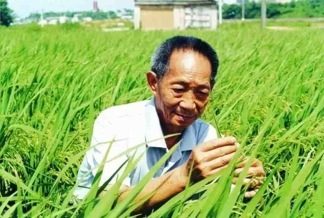 杂交水稻之父，中国人认为是袁隆平，国外学术圈为何却不认可？