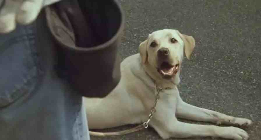 《一条狗的使命2》：治愈萌犬再回归，奉献今夏最“好哭”的电影