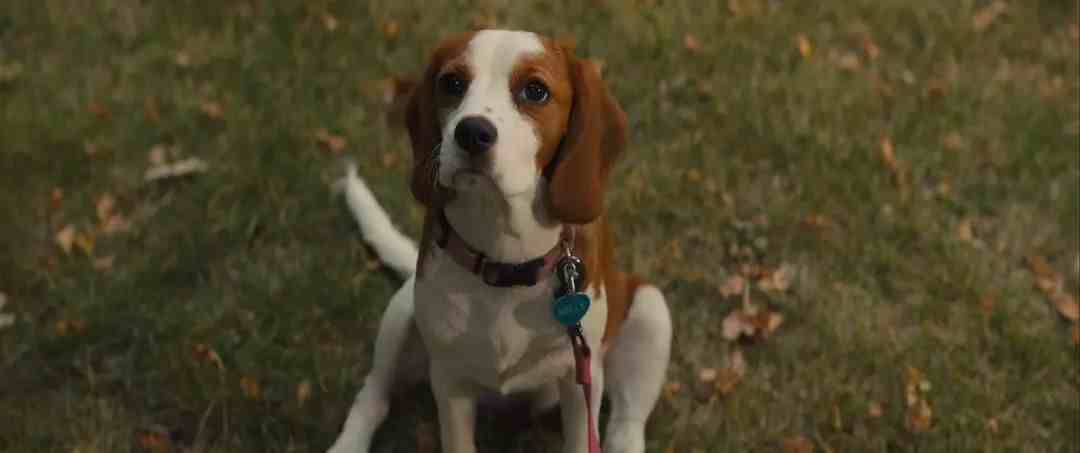 《一条狗的使命2》：治愈萌犬再回归，奉献今夏最“好哭”的电影