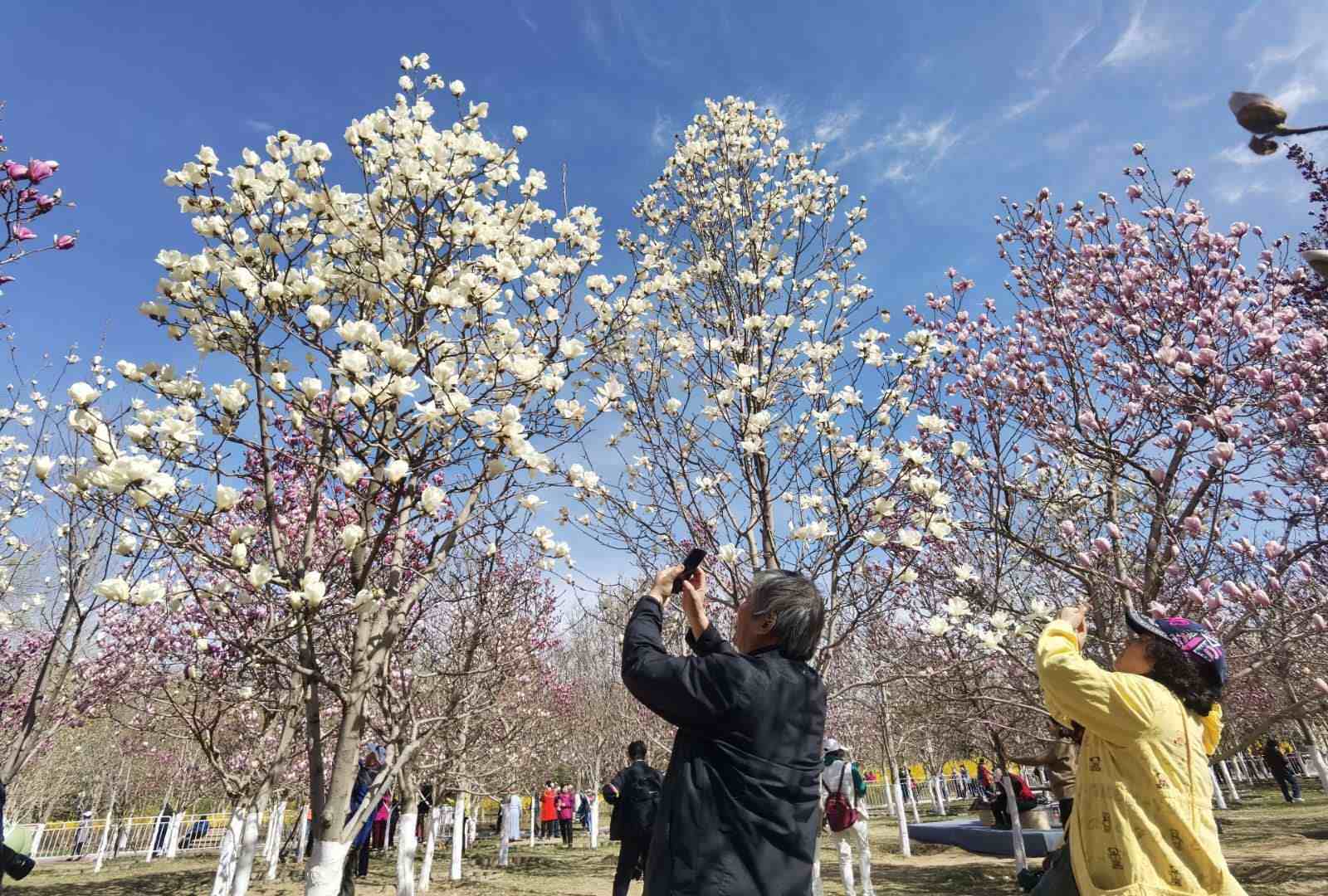 等你来！“北京规模最大玉兰观赏园”的花开啦