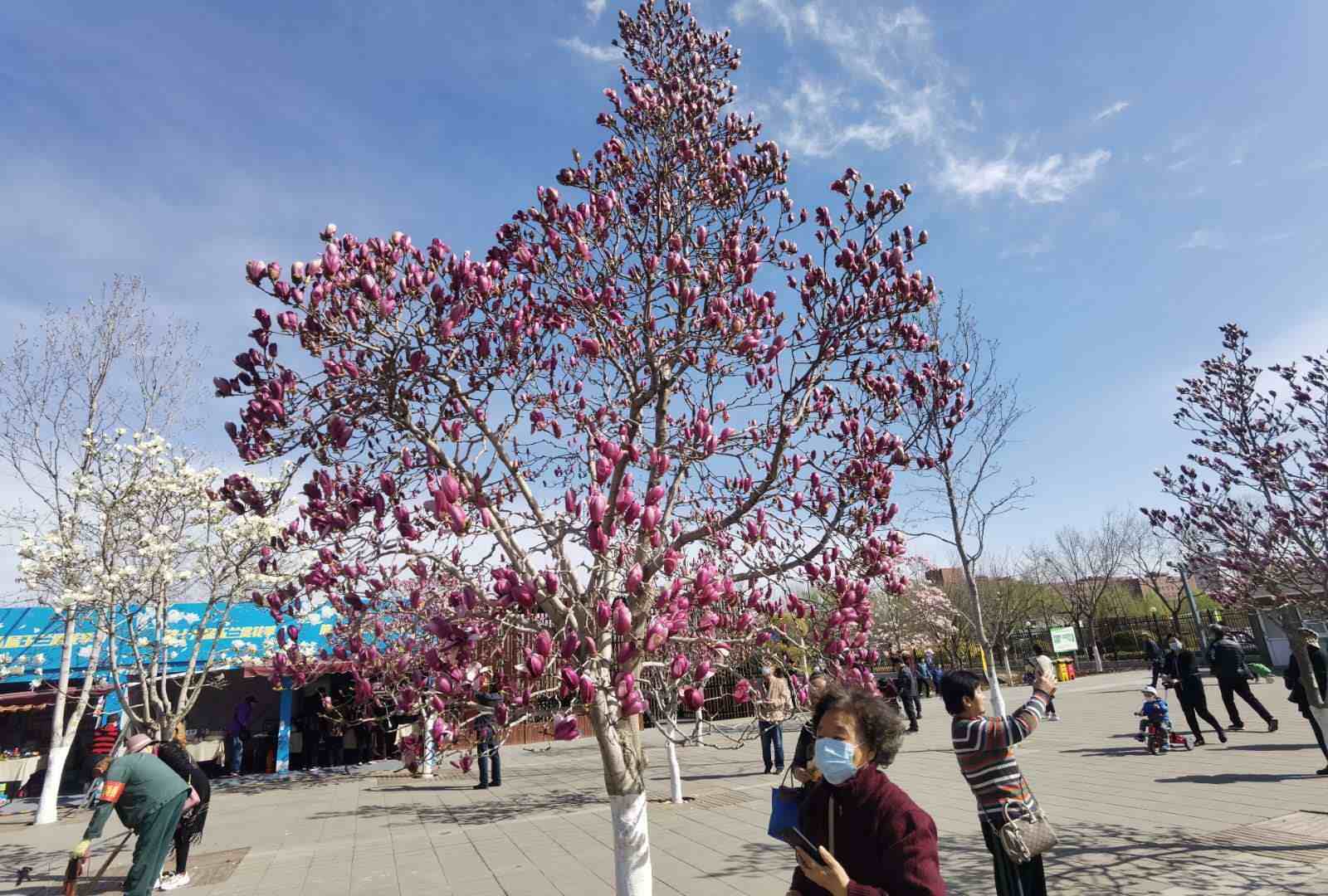 等你来！“北京规模最大玉兰观赏园”的花开啦
