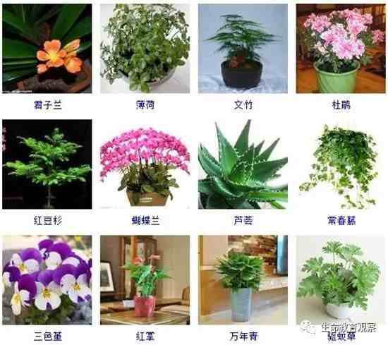 96种室内盆栽植物图片及名称，室内植物品种大全
