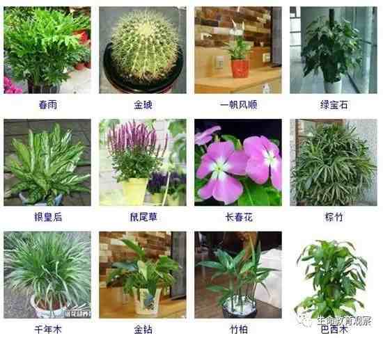 96种室内盆栽植物图片及名称，室内植物品种大全