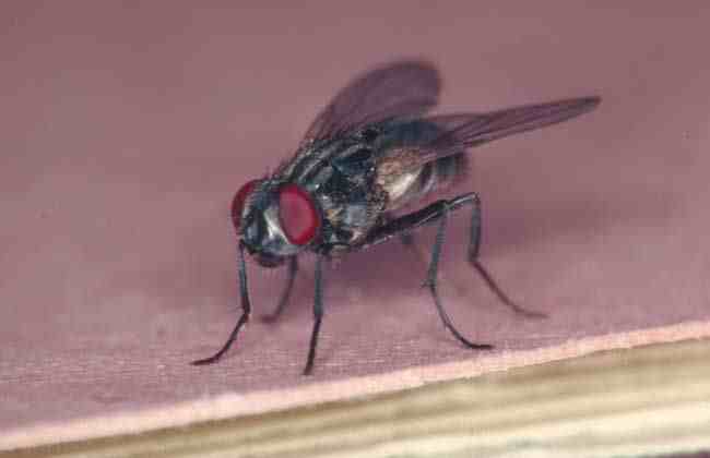 家里苍蝇多怎么办才好 怎么消灭苍蝇最有效