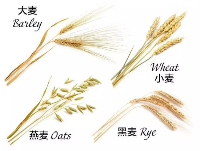 大麦与小麦的区别（大麦与小麦的简单区别）