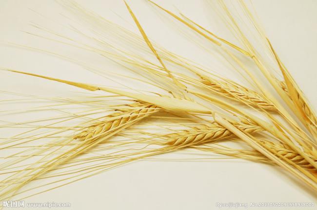 大麦和小麦的区别图片（小麦、大麦傻傻分不清）