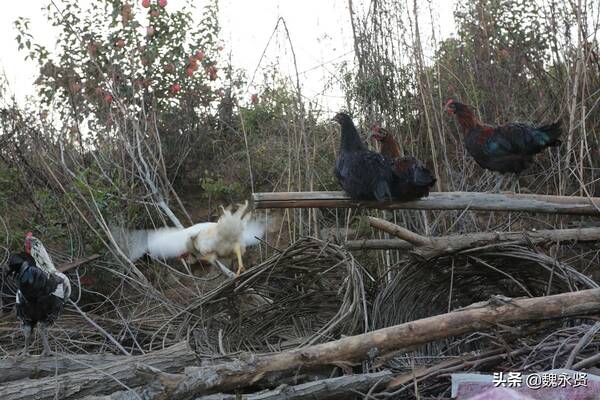 六旬大妈前院养5头母猪500只鸡收入可观，后院种菜蔬菜吃不完