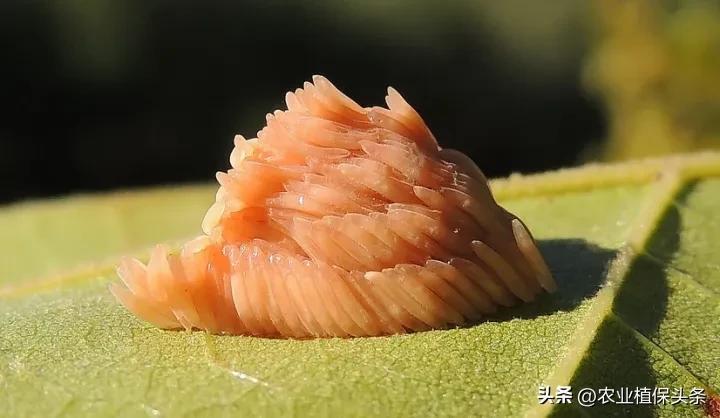 食蚜斑腹蝇(食蚜蝇的卵)