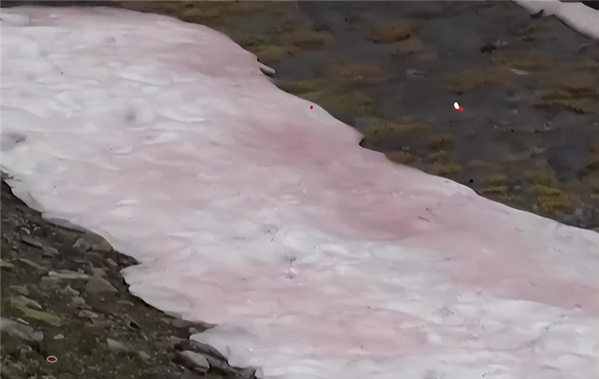 阿尔卑斯粉色冰川(阿尔卑斯粉色冰川图片)